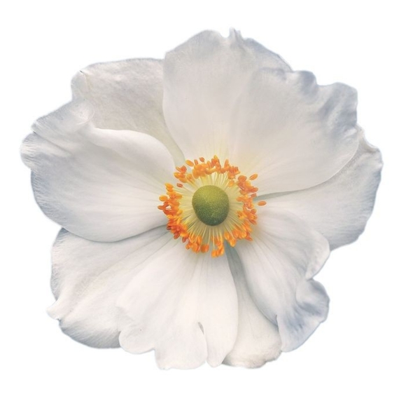 Meet your Posher, Reagan and Blake - Picture 1 of 1